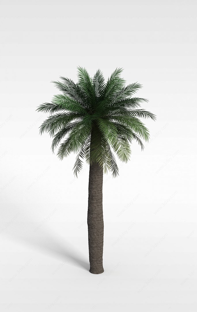大型椰子树3D模型