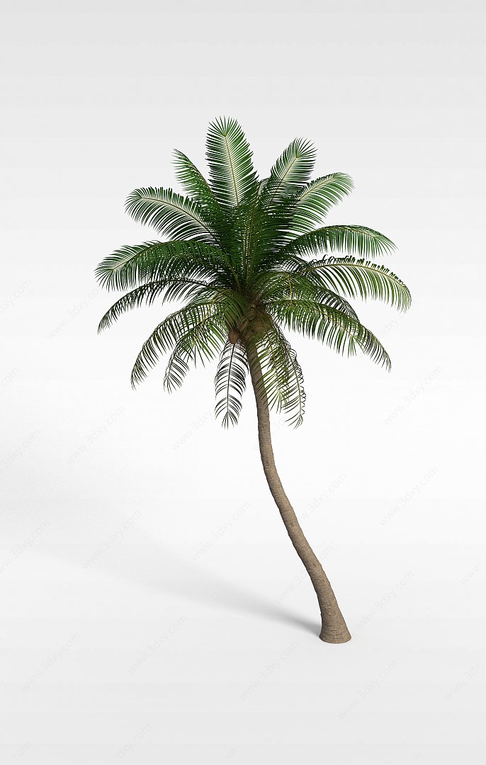 海南椰子树3D模型