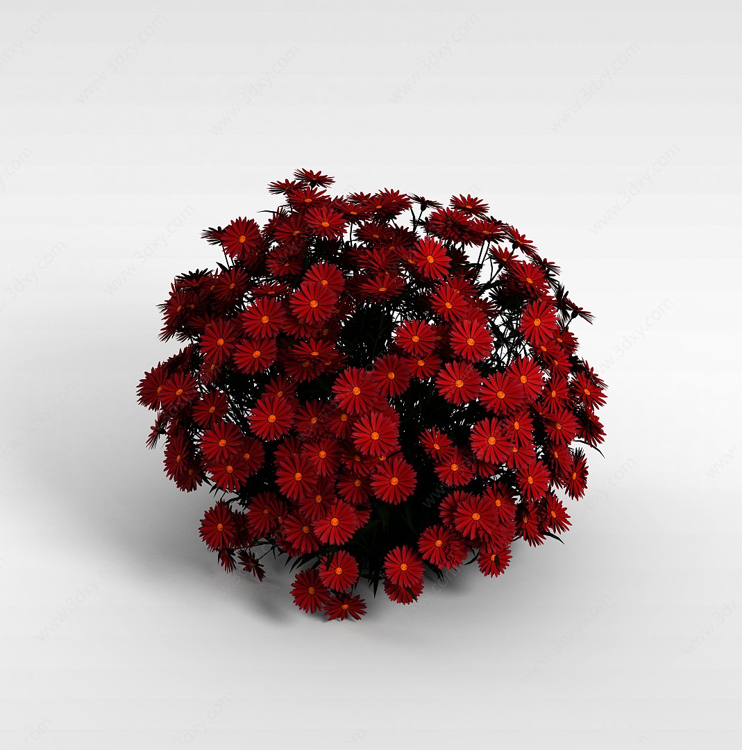 德国红色雏菊3D模型