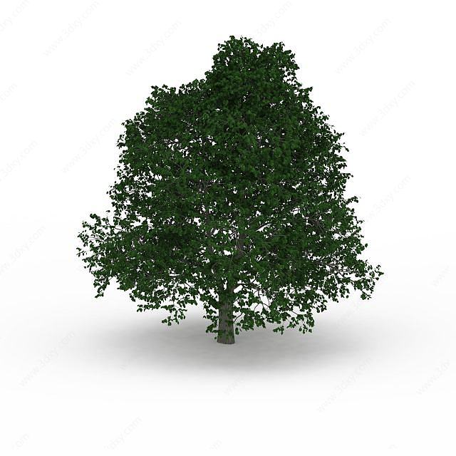 矮树冠绿叶树3D模型