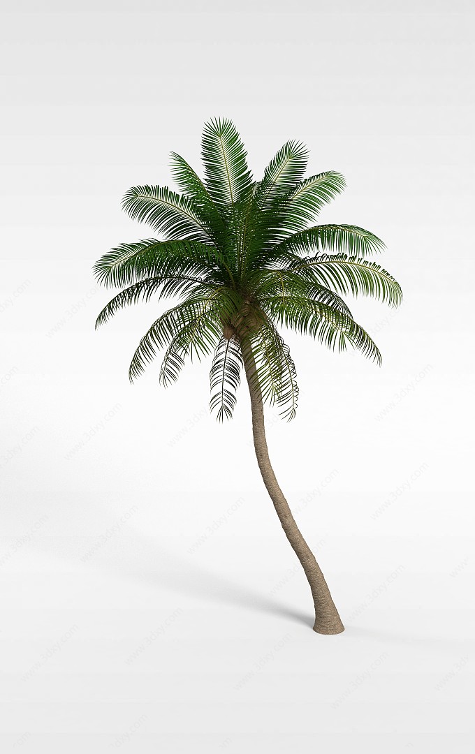 椰树3D模型