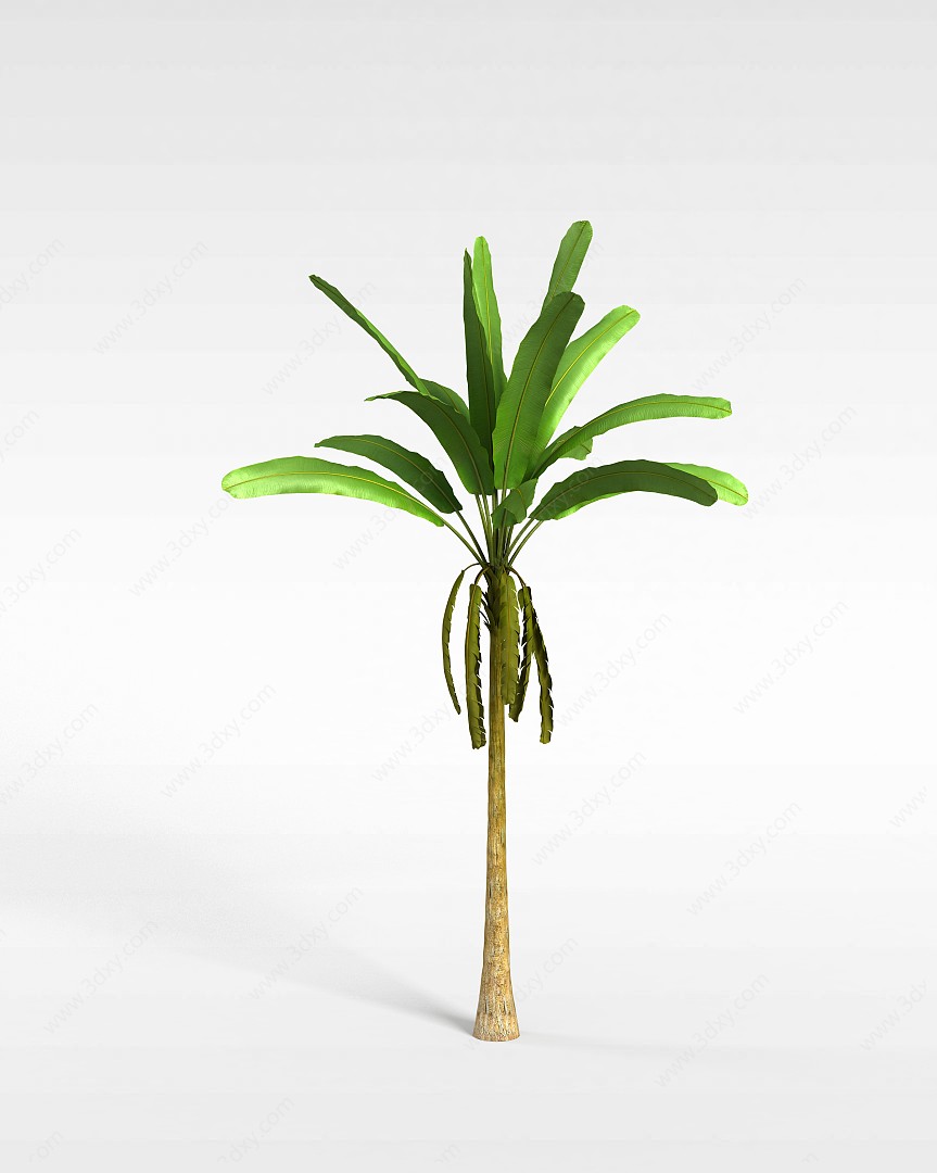 绿色长叶植物3D模型