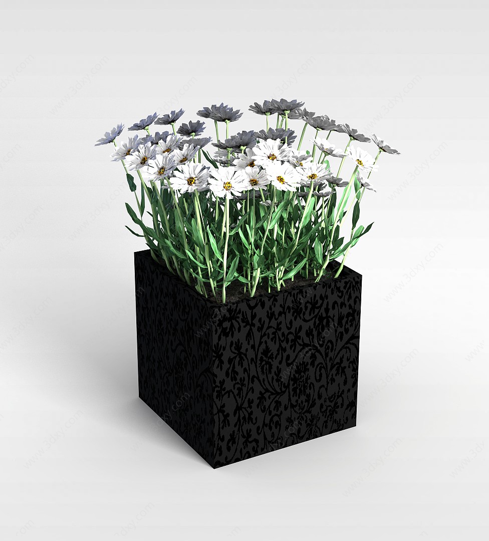 白色太阳花盆景3D模型