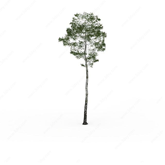 小白杨树3D模型