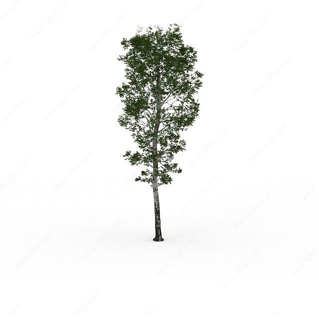 白杨树3D模型