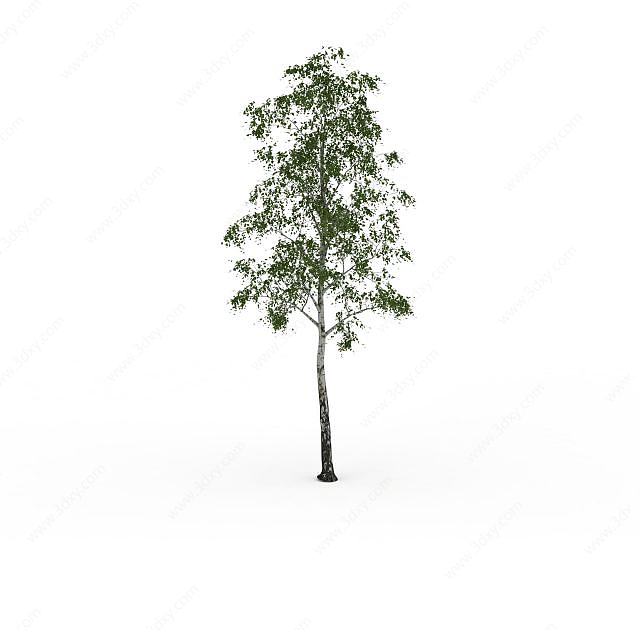 园林杨树3D模型