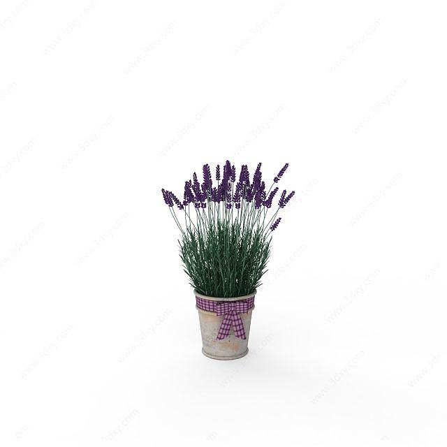 紫狗尾草3D模型
