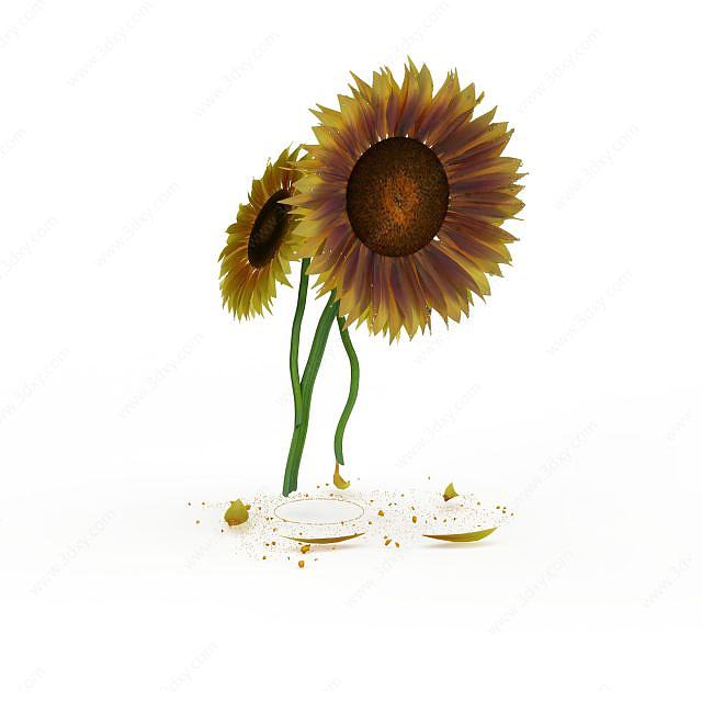 观赏向日葵3D模型