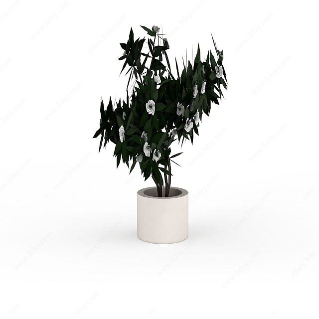 盆栽山茶花3D模型