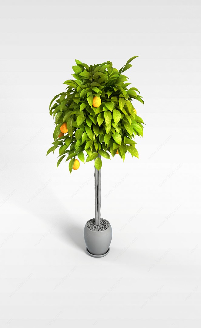 盆栽橘子3D模型