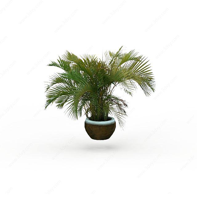 盆栽棕榈3D模型