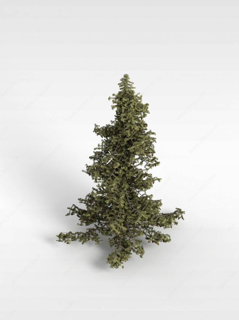 朴子树3D模型