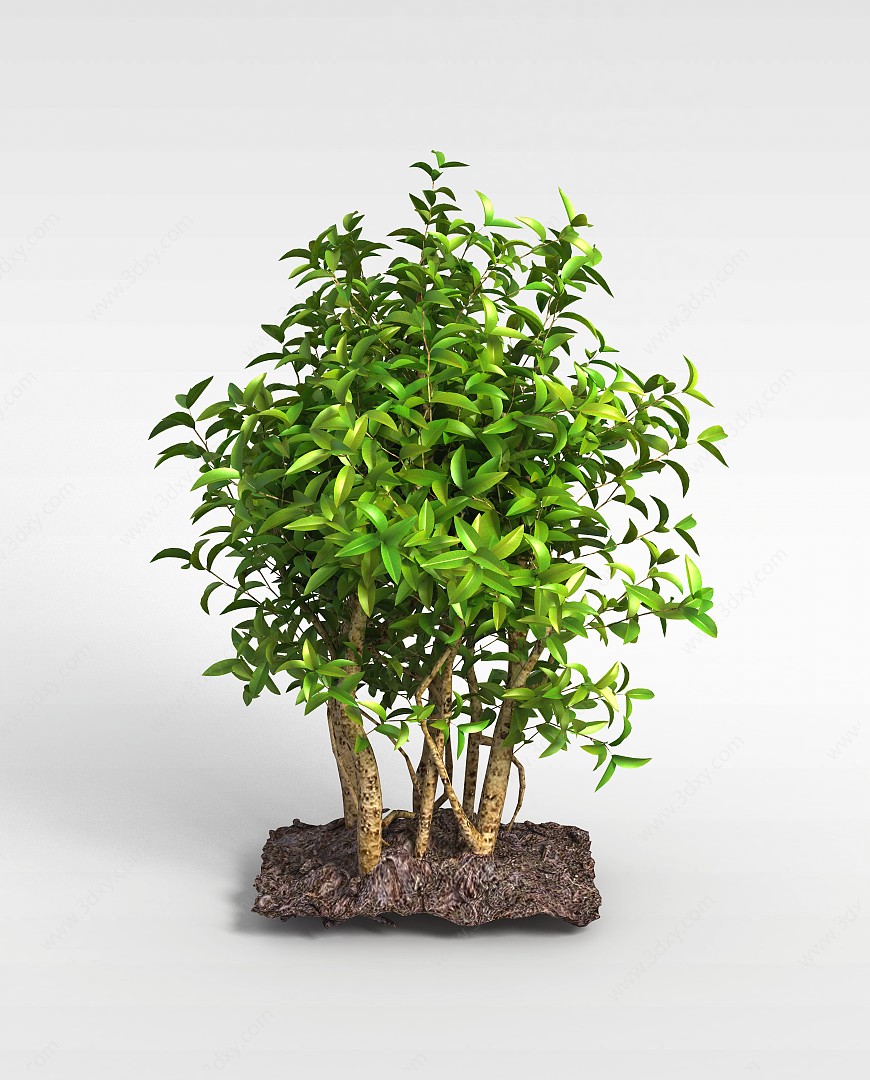 观赏绿植3D模型