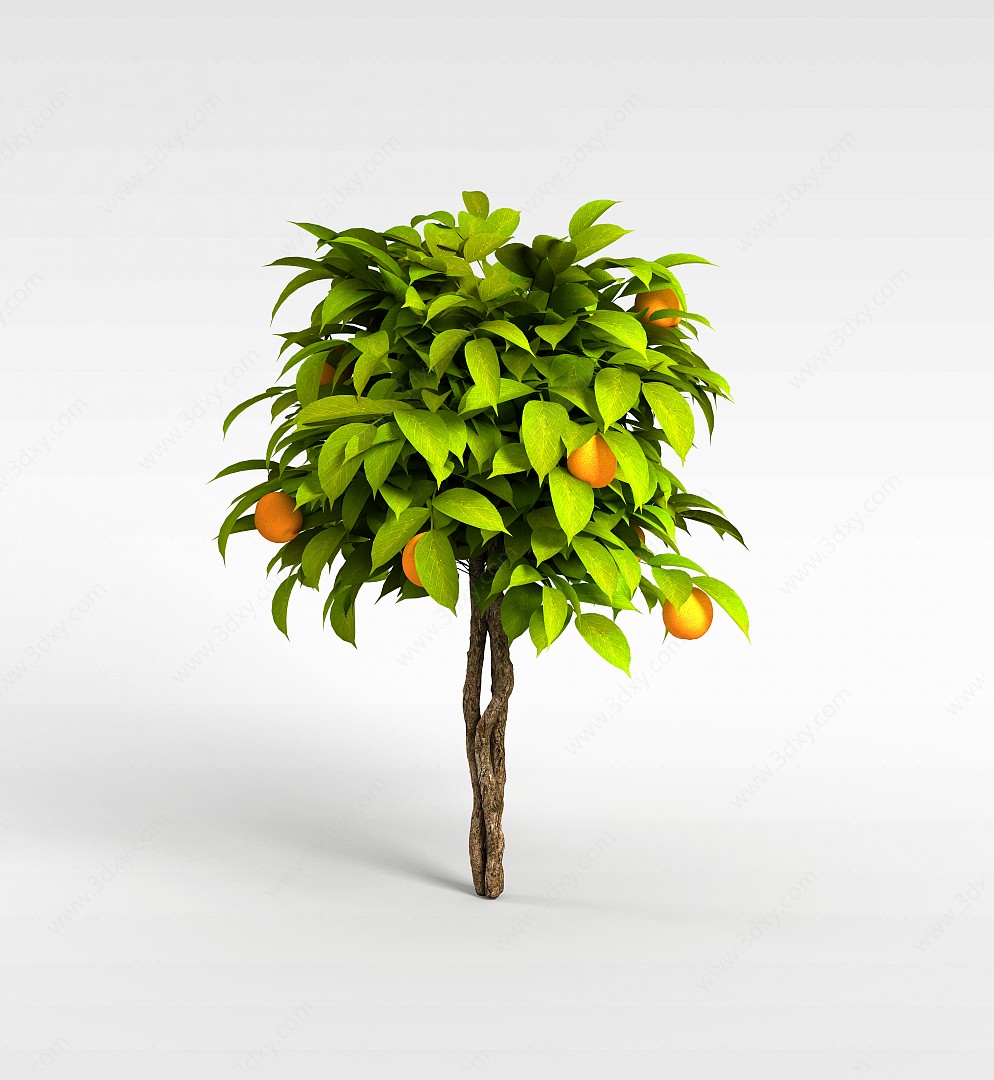 桔子树盆栽3D模型