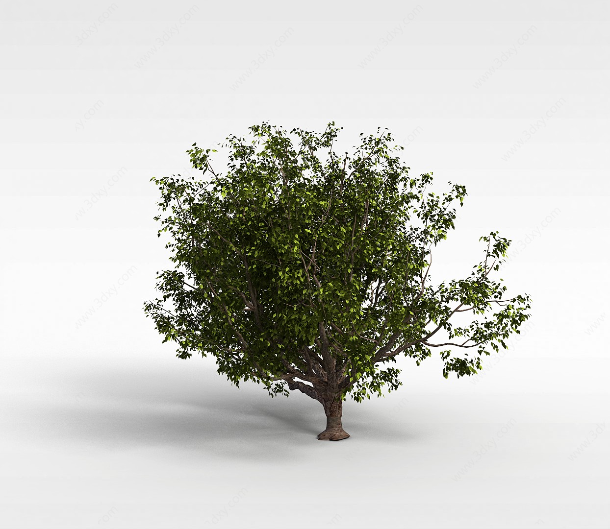 园林绿化树3D模型