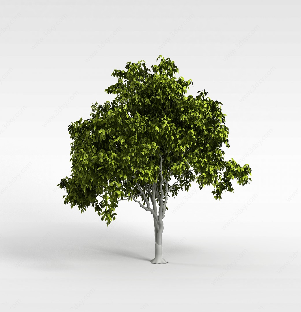 阔叶树3D模型