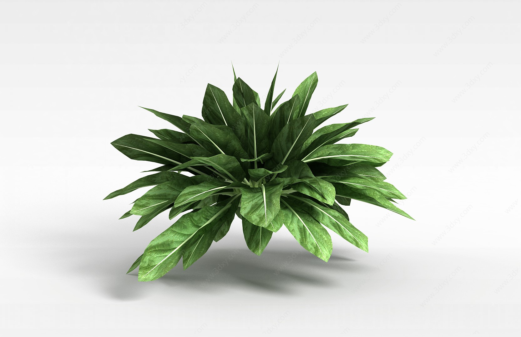 观叶绿植3D模型