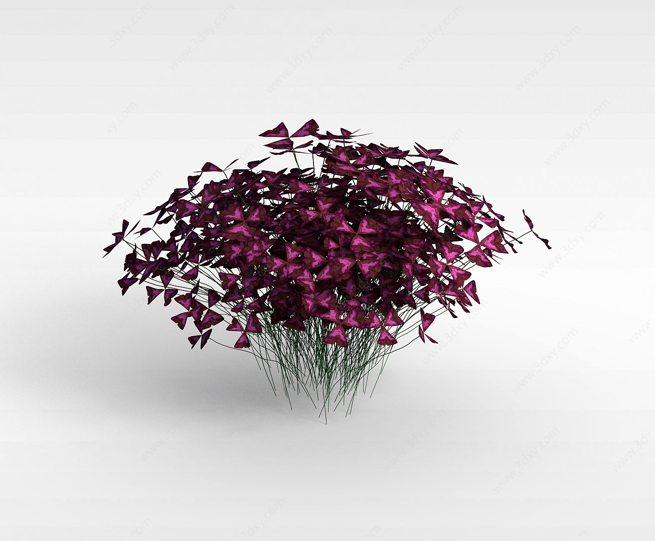 蝴蝶花植物3D模型