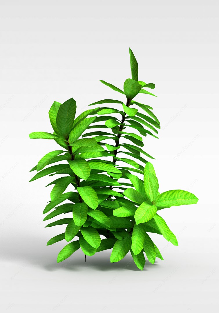 观叶绿植灌木3D模型