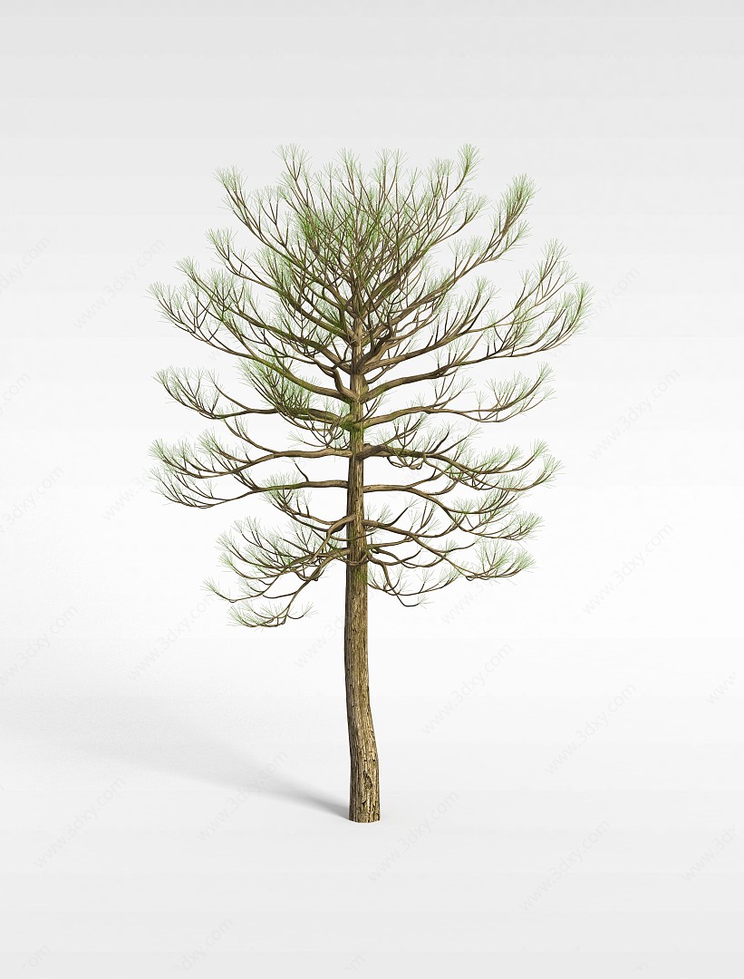 奇异细叶树3D模型