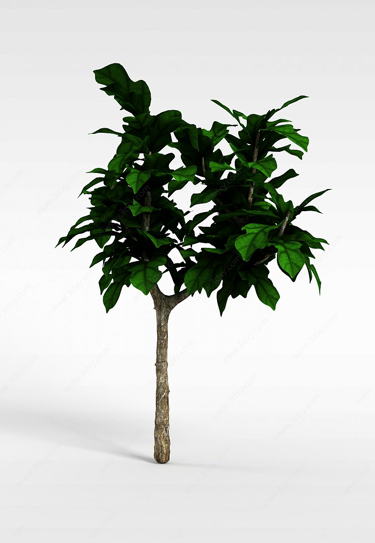 园林观叶植物3D模型