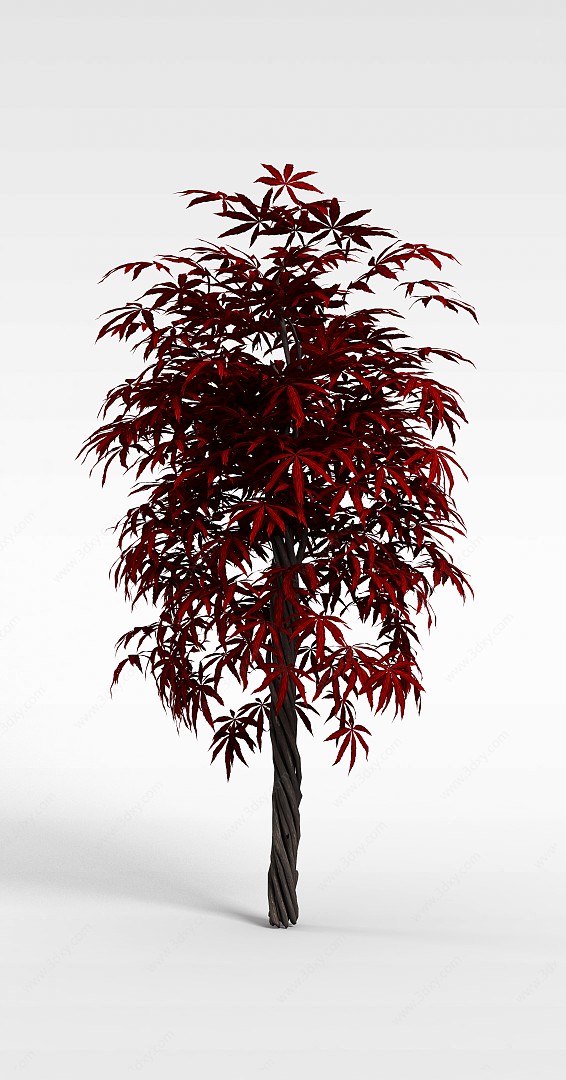 园林观赏枫树3D模型