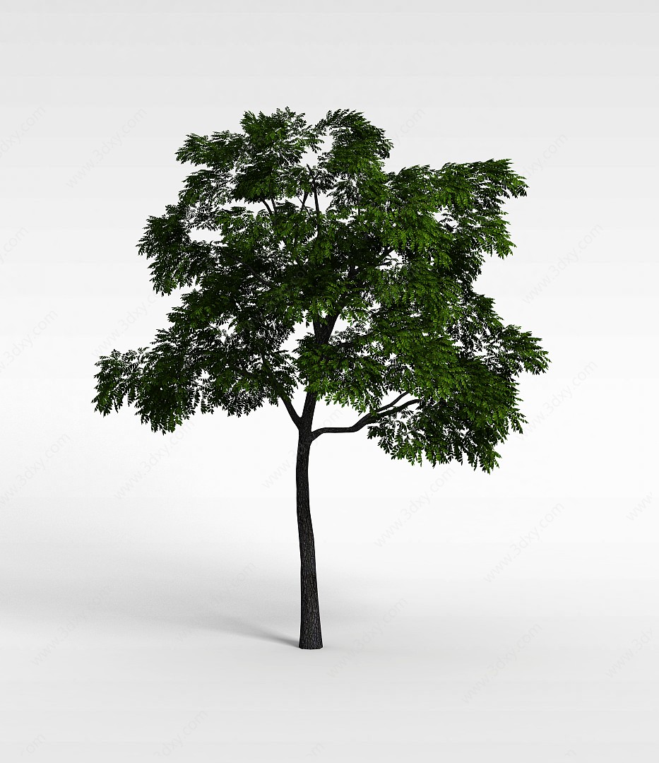 园林植物槐树3D模型