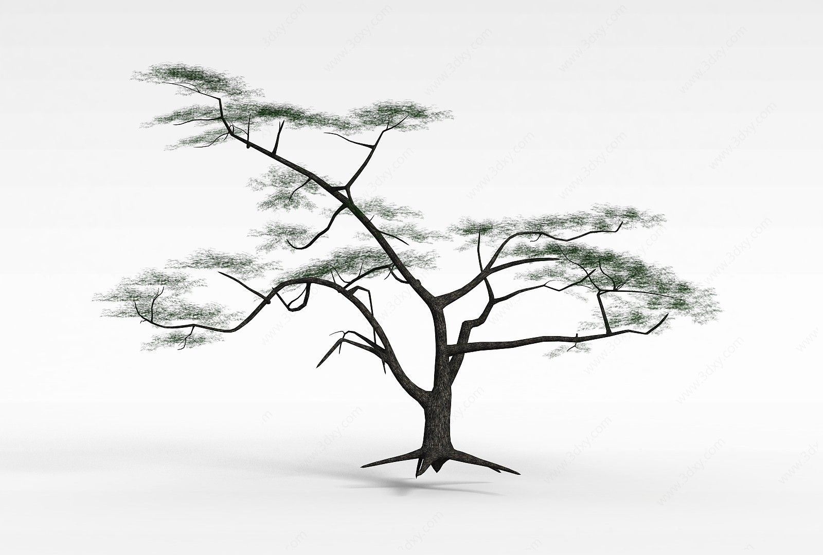 观赏性松树3D模型