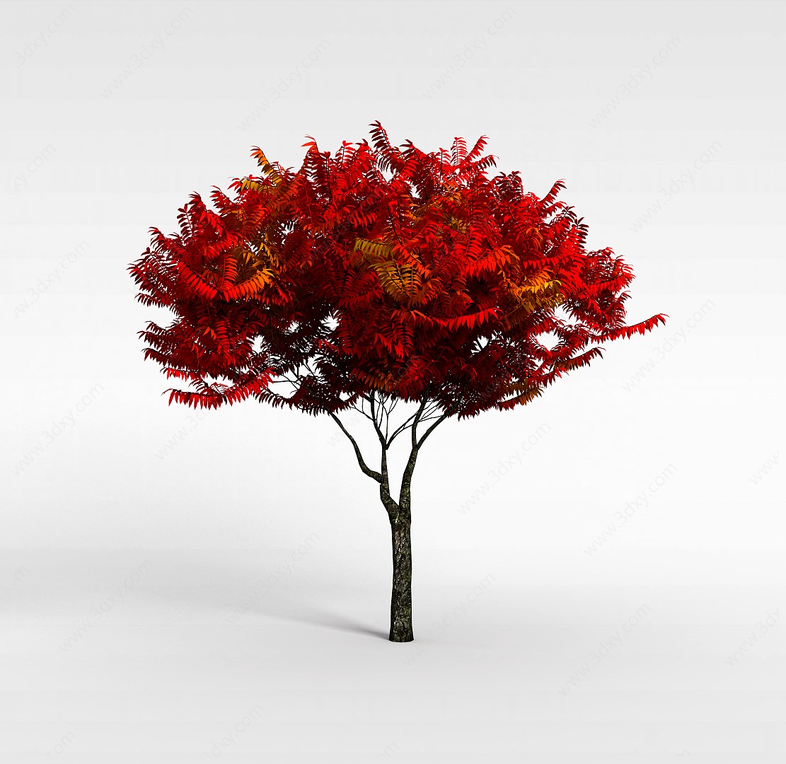 园林红叶观赏树3D模型