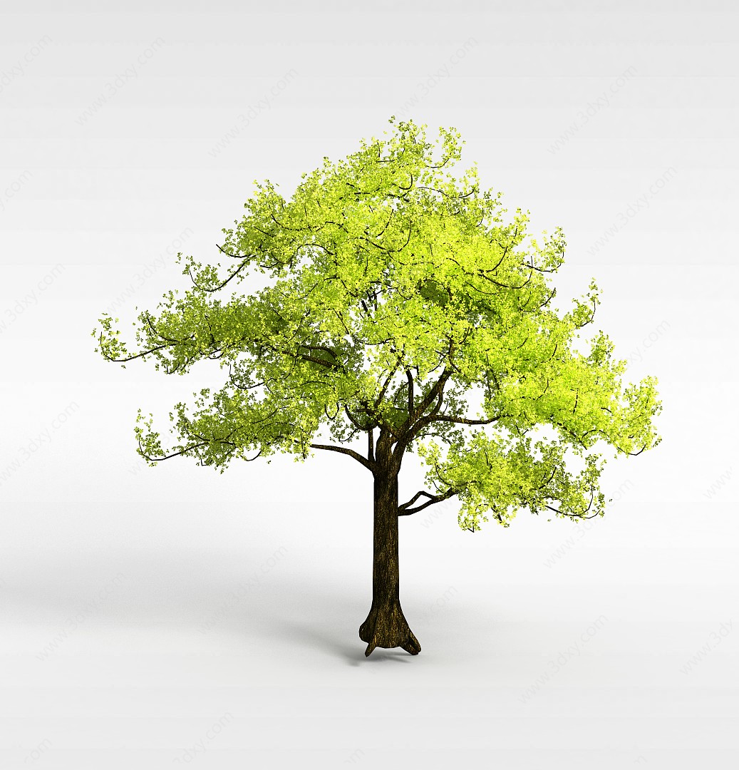 园林景观植物大树3D模型