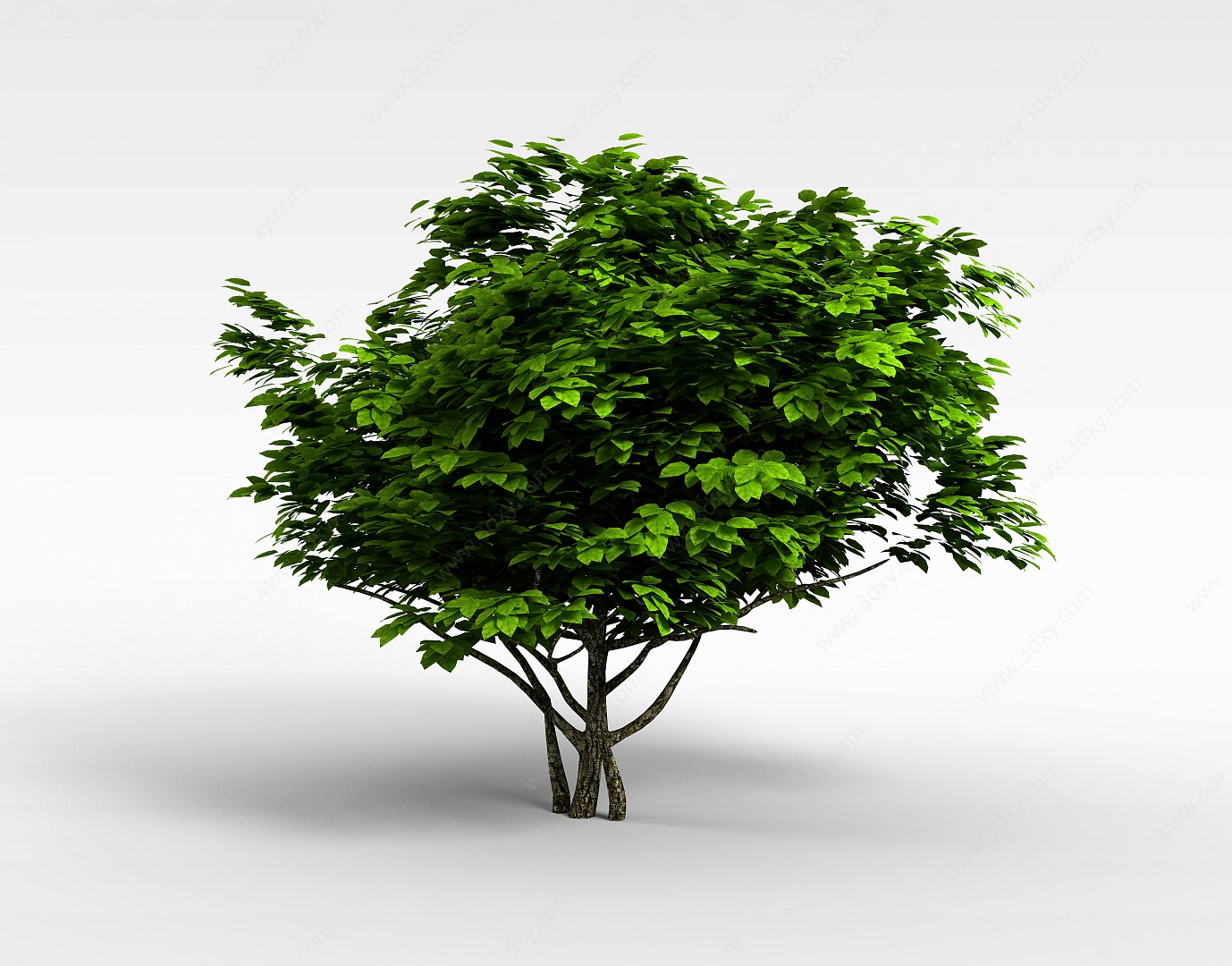 园林绿化植物3D模型