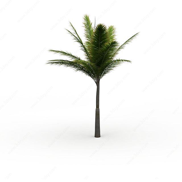 热带植物椰子树3D模型
