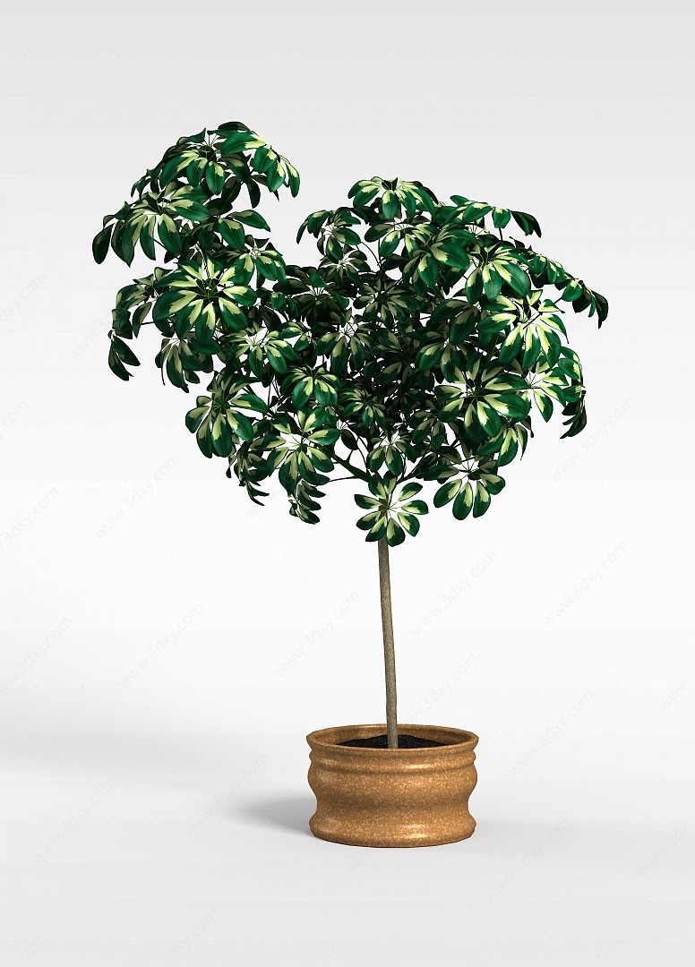 盆栽树3D模型
