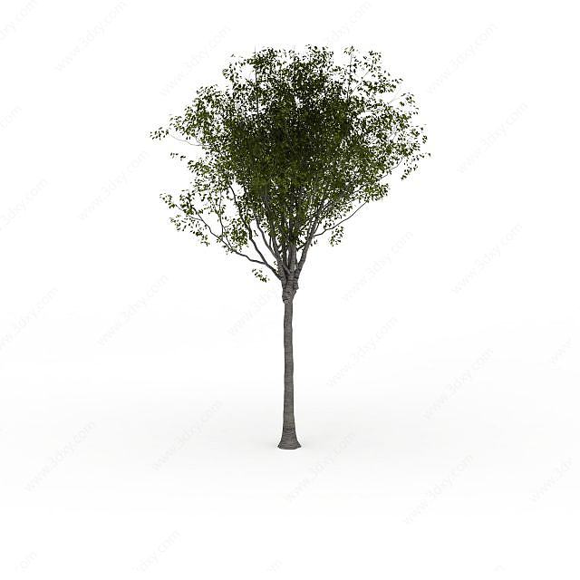 公园小树3D模型