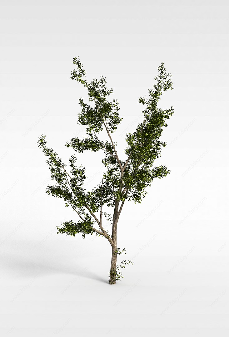 小树3D模型