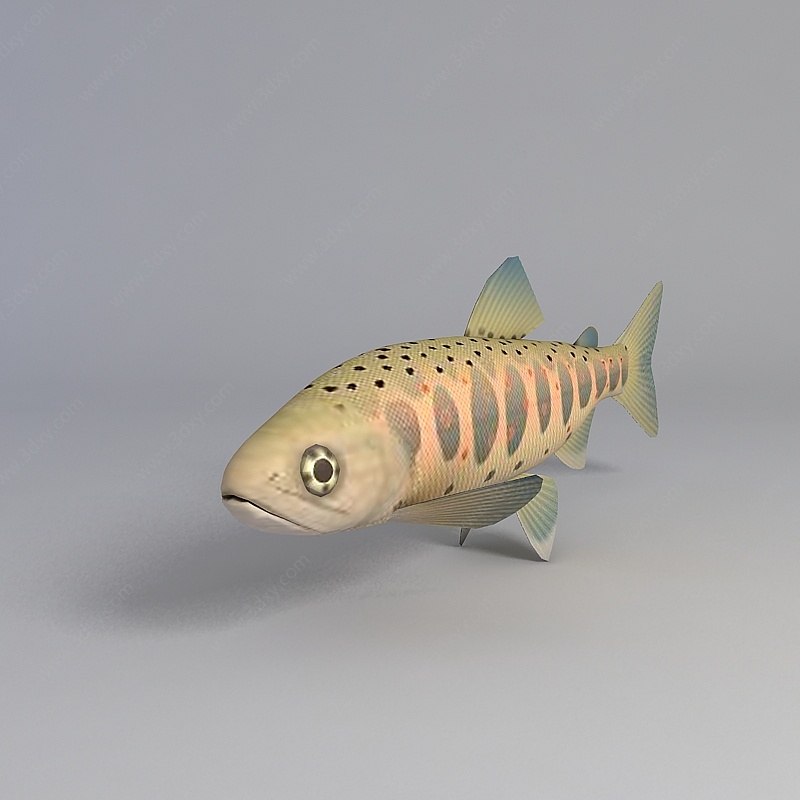 多彩海鱼3D模型