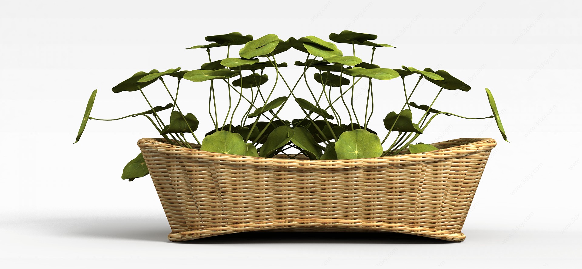 荷叶盆栽3D模型