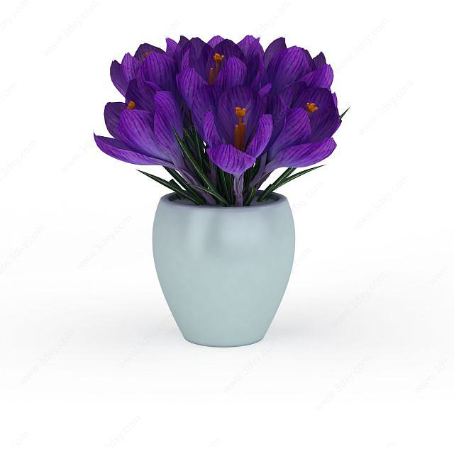 紫色郁金香3D模型