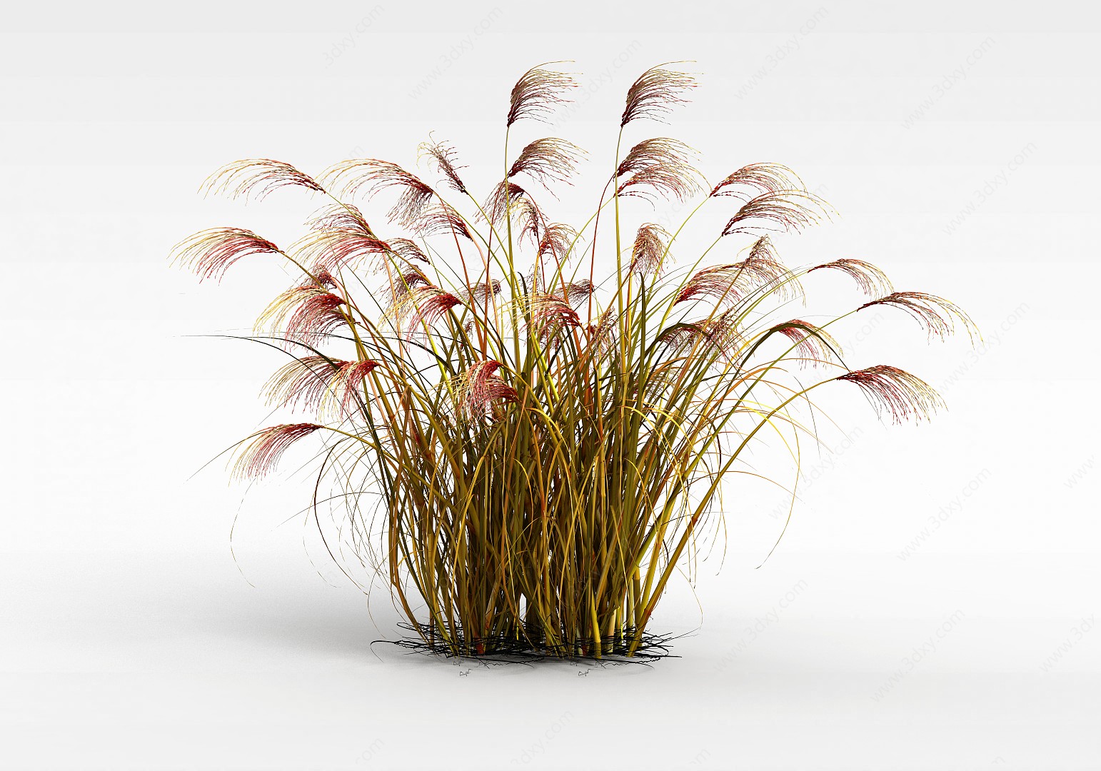 枯黄芦苇草3D模型