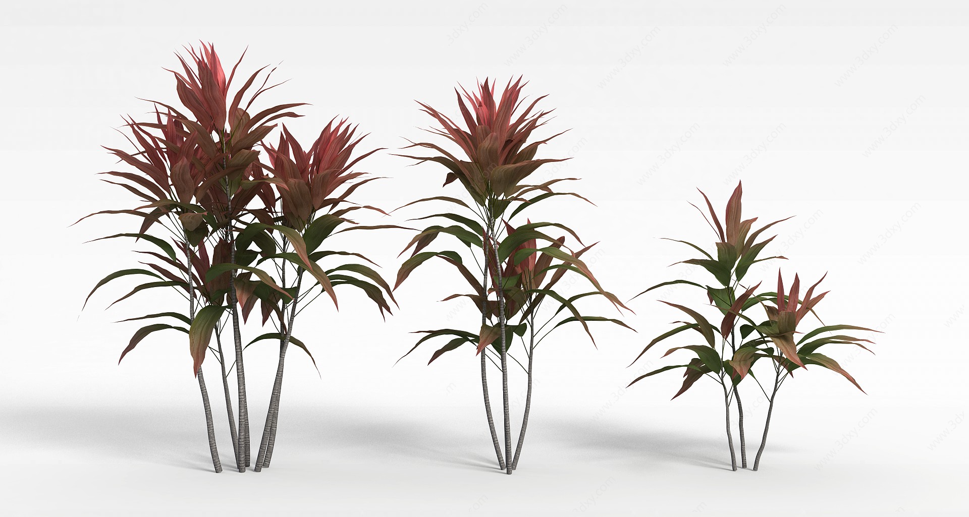 红叶草3D模型