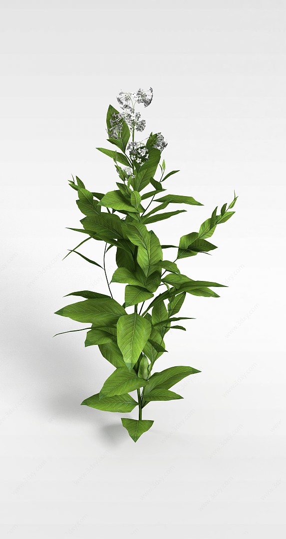 绿叶植物3D模型