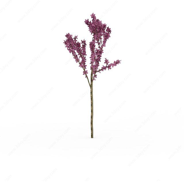 无叶紫花树3D模型