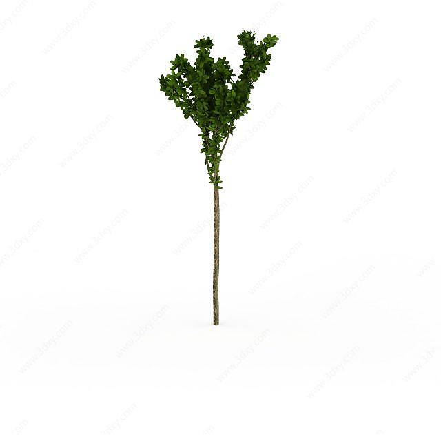园林装饰绿树3D模型