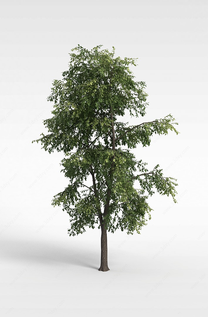 院落景观树3D模型