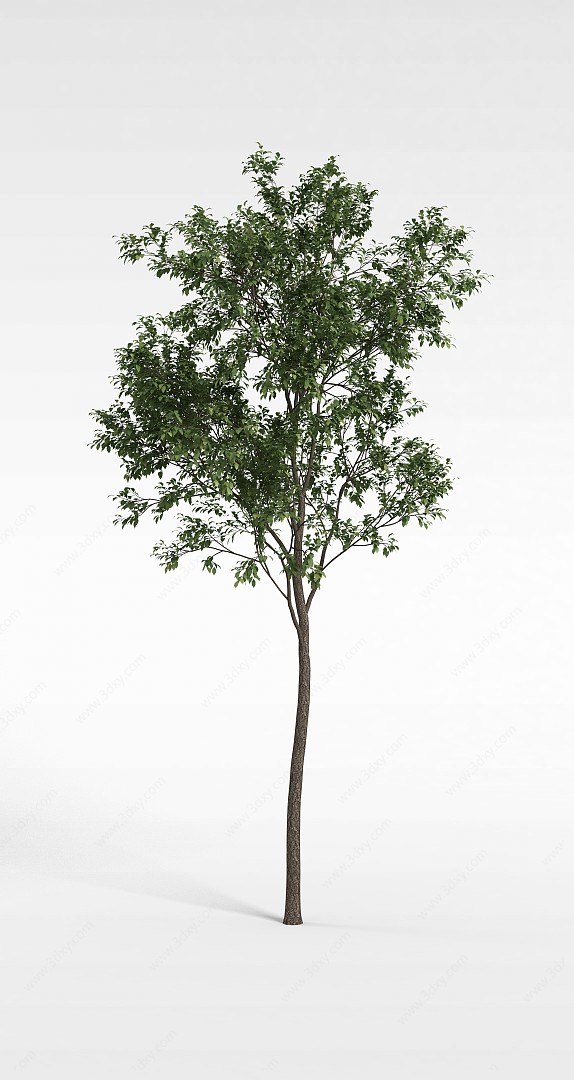公园景观树3D模型