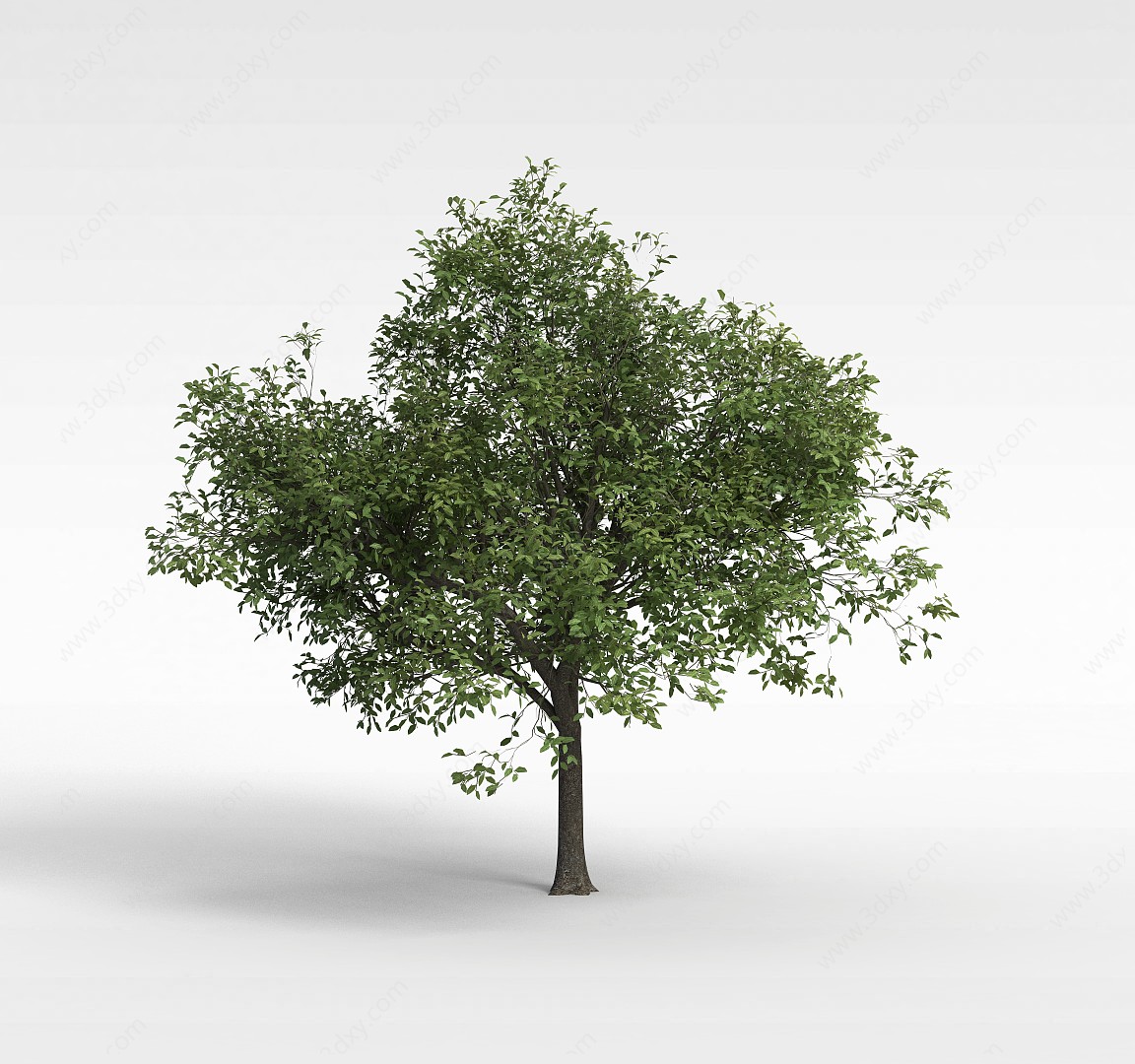 公园细叶景观树3D模型