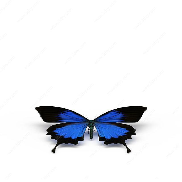 蓝色蝴蝶3D模型