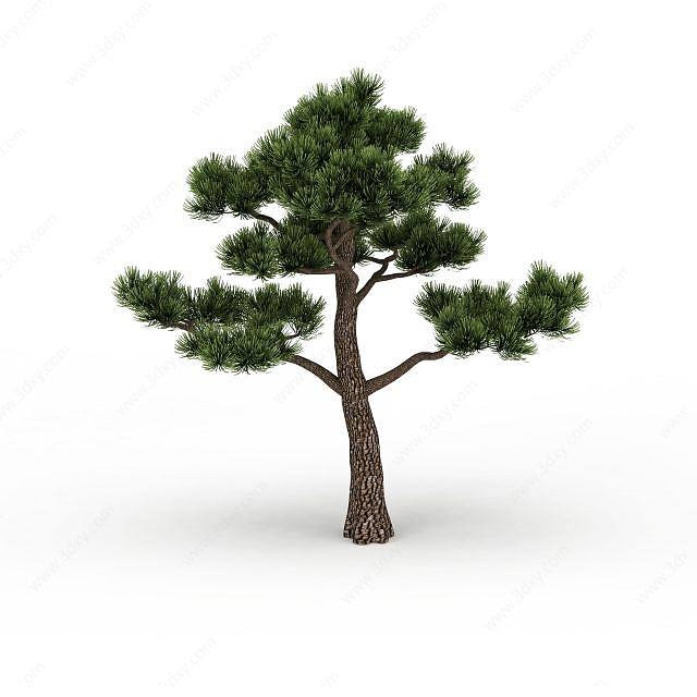 针叶松树3D模型
