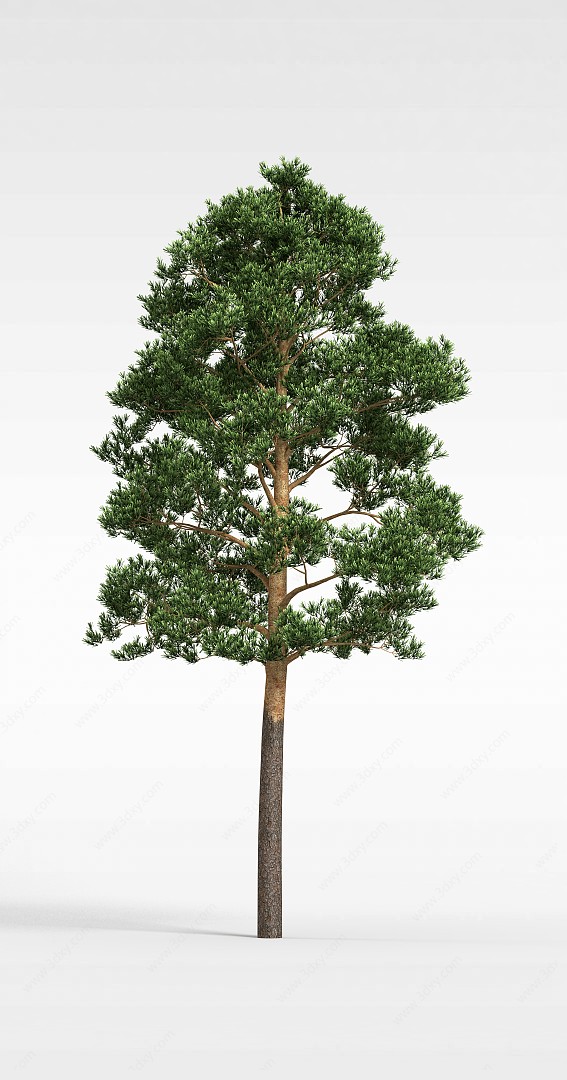 园林常青树3D模型