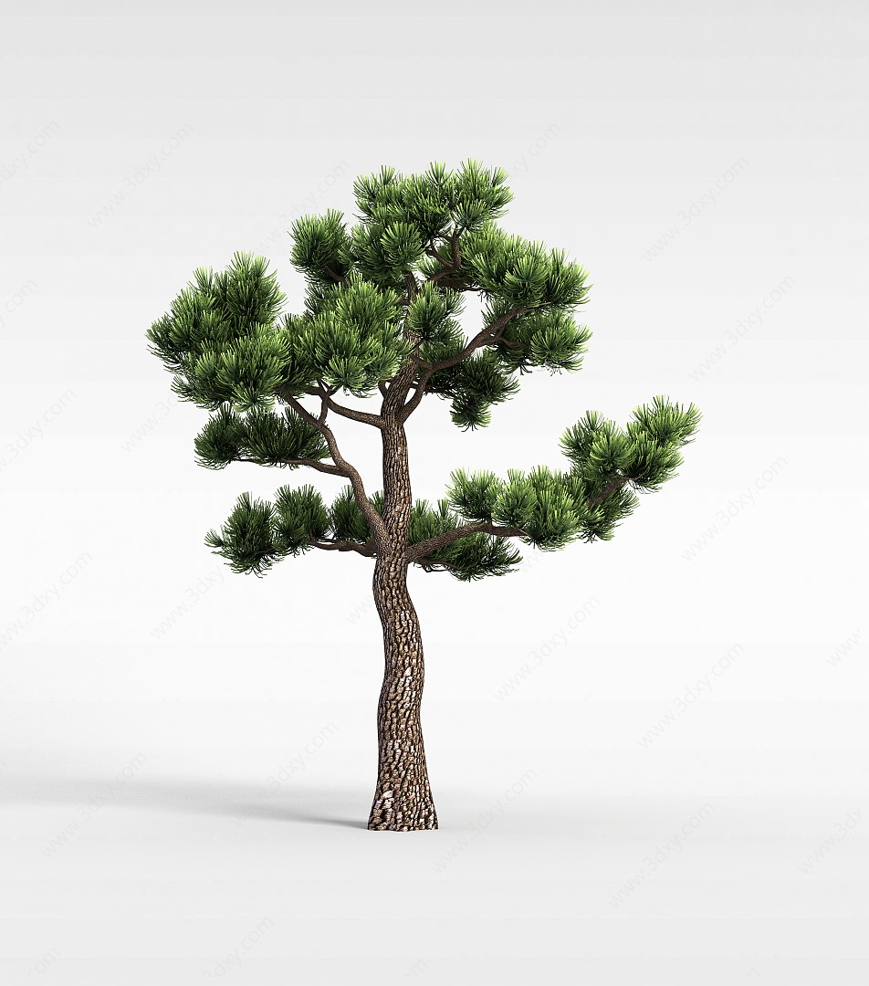 针叶常青树3D模型
